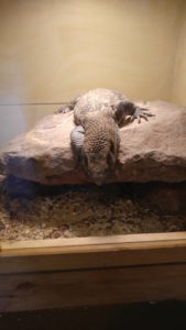 savannah monitor