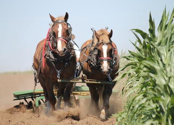 Amish Horse in Field